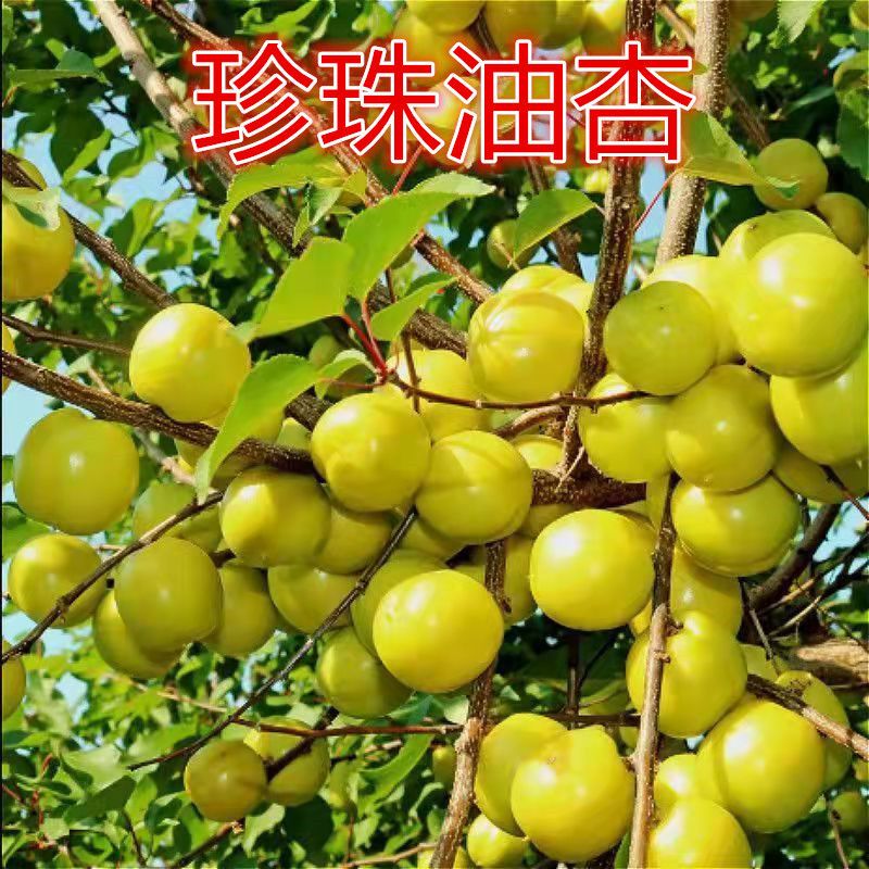 嫁接杏树苗新品种珍珠油杏特大巨蜜王杏子南北方种植当年结果树苗