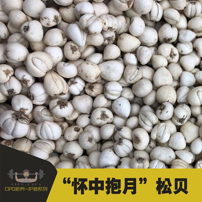 【抱月】四川松潘川贝500克野生特级中药材川贝母正品化痰松贝10g