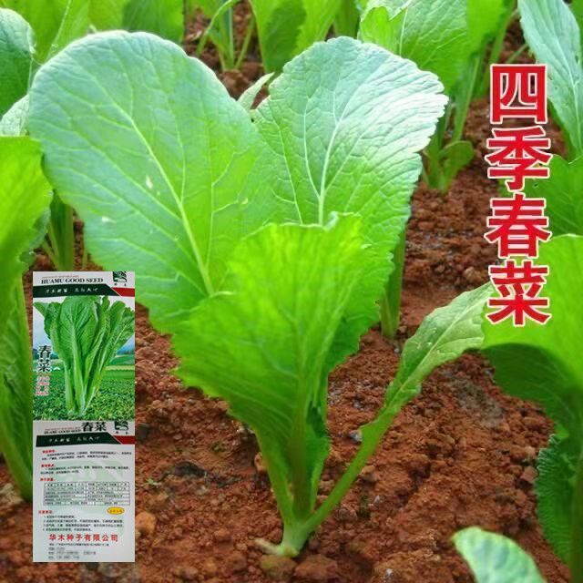 蔬菜种子大叶春菜种子 老品种春芥菜种子 菜籽蔬菜种子 四季春菜