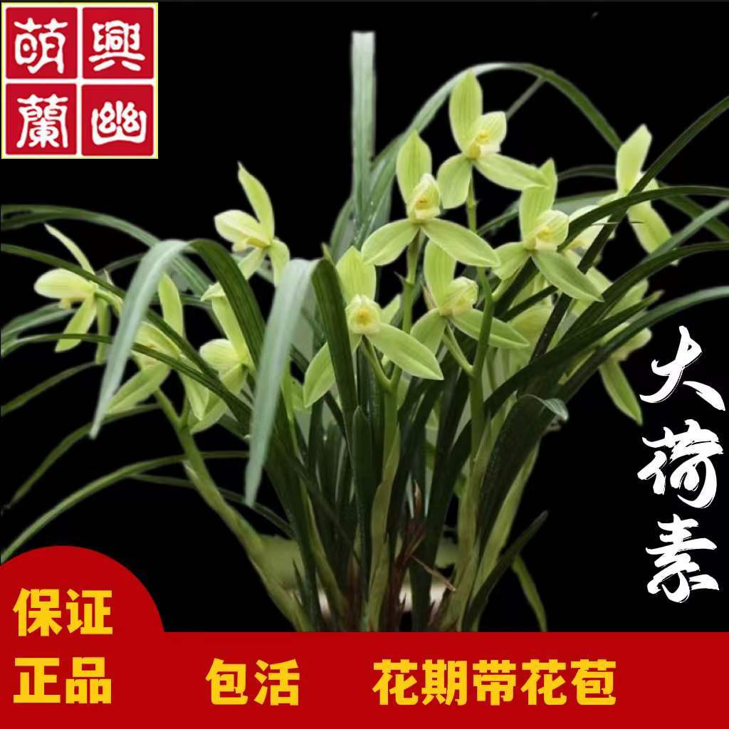 大荷素春剑花期带花苞兰花苗好养活室名贵兰花浓香型绿植兰花盆栽