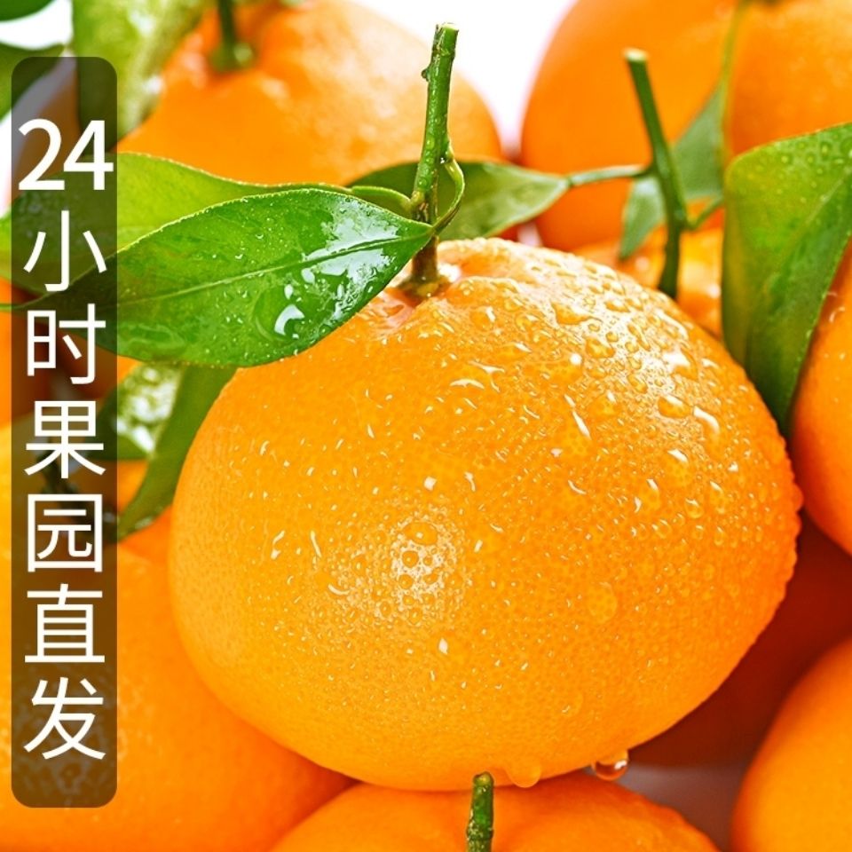 四川春见耙耙柑新鲜水果整箱蜜橘桔子丑橘特级粑粑柑橘子果园直发