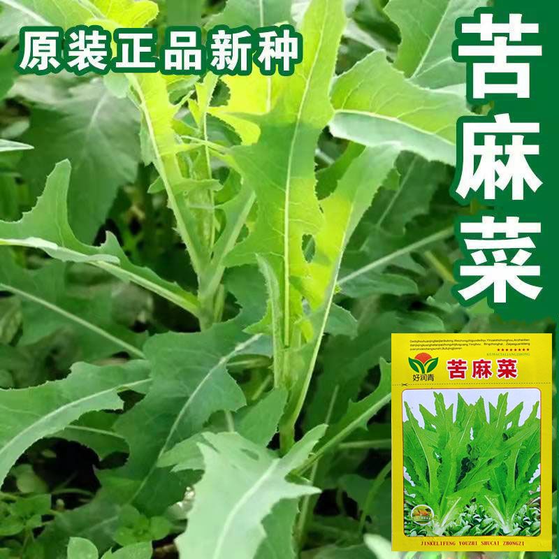 苦麻菜种子保健良种苦菜种子苦麻菜种子籽阳台盆栽野菜蔬菜种籽孑