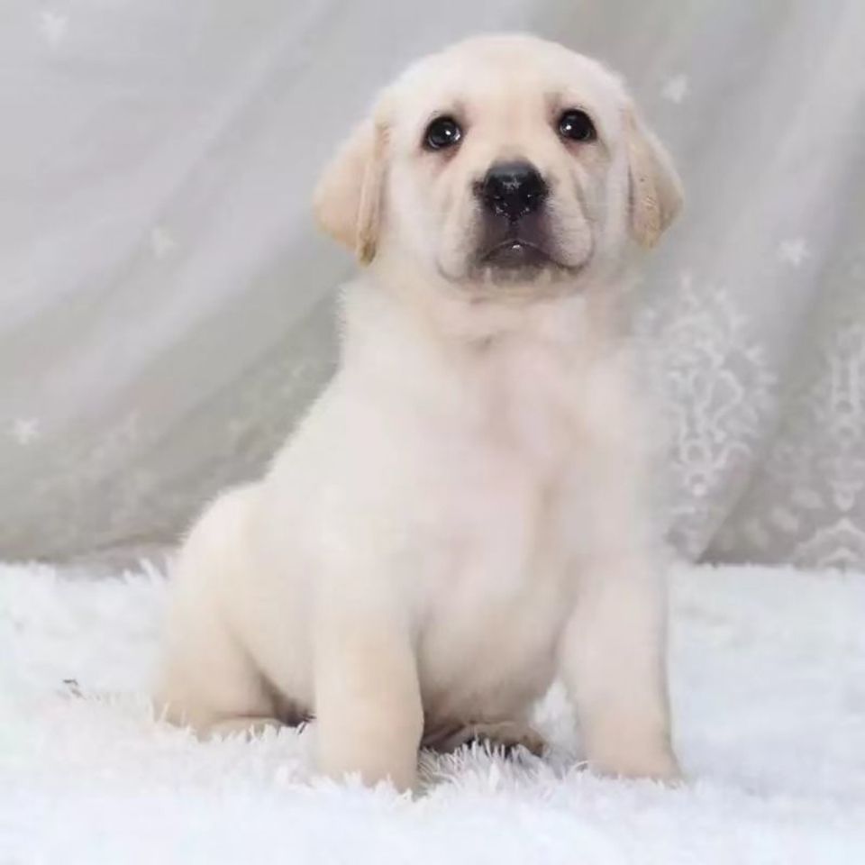 拉布拉多幼犬活体混血幼犬母视频挑选纯黑色拉不拉多活体幼崽小狗3月