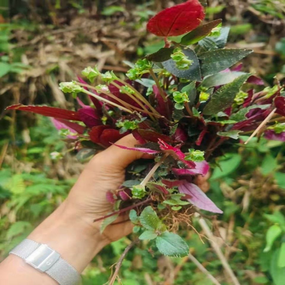 风骨草野生图片 风骨草的功效和作用 2 伤感说说吧