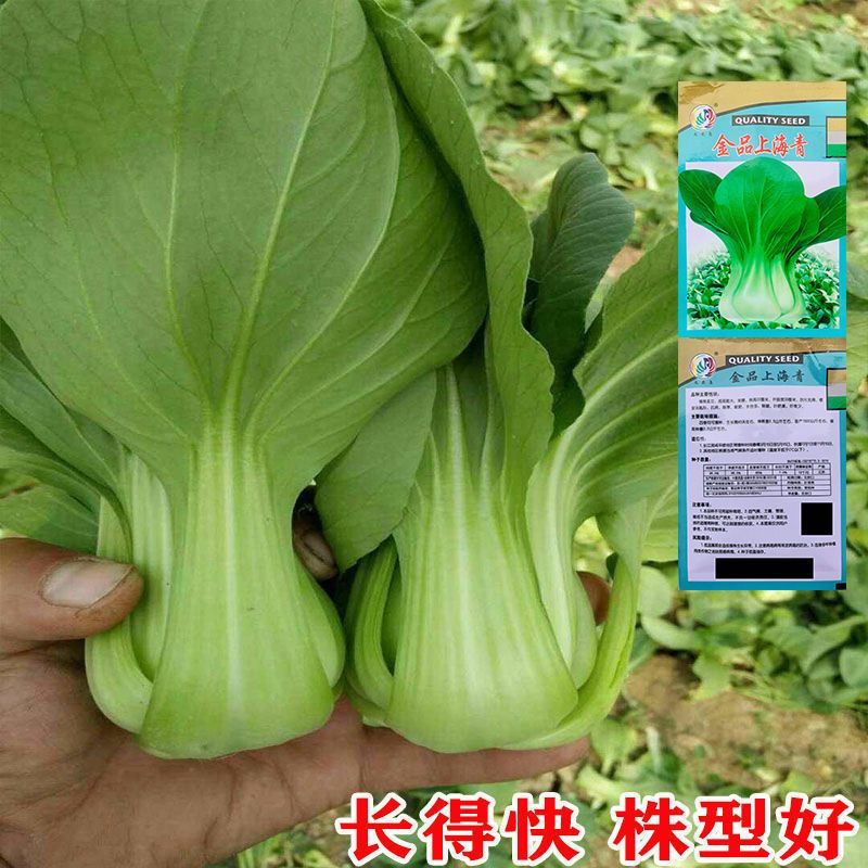 矮脚上海青种子小白菜菜种子小青菜籽蔬菜种子油菜阳台园艺四季播
