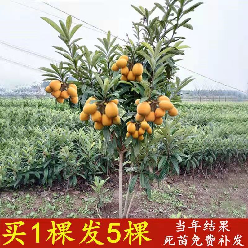无核砂糖枇杷苗特大枇杷树苗白沙枇杷果苗树嫁接南方北方四季种植