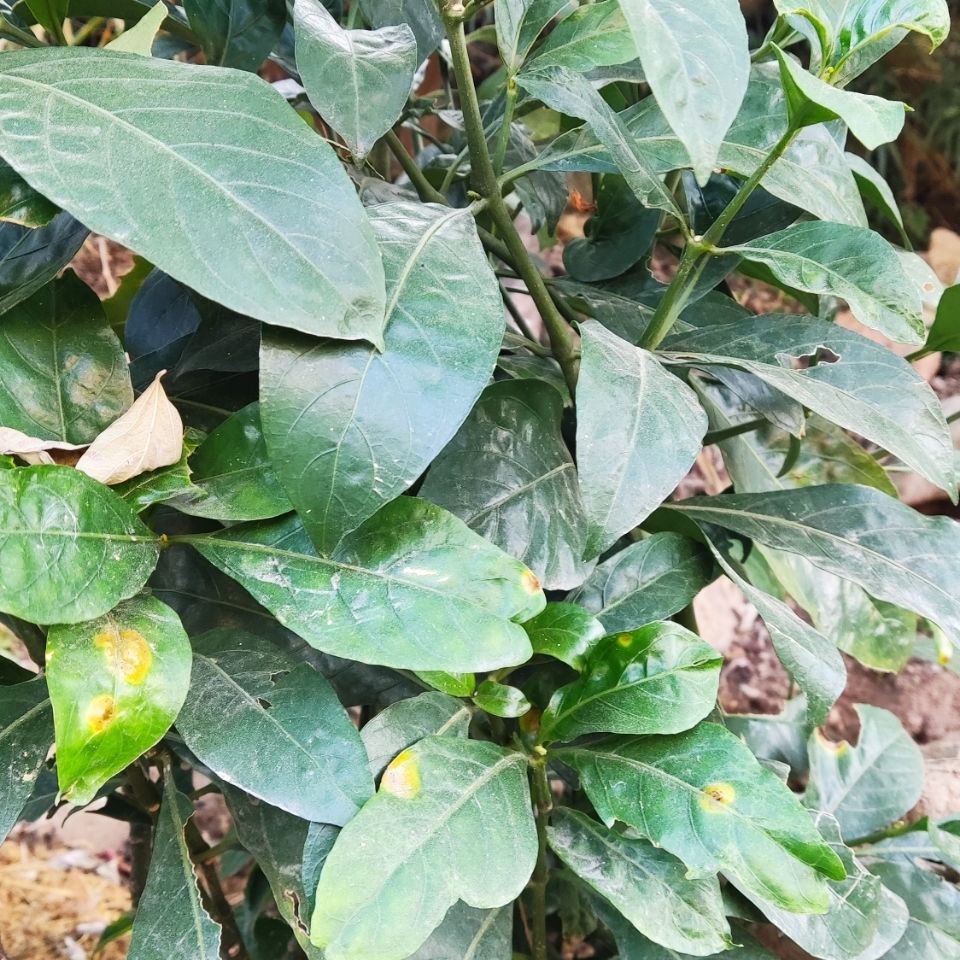 中药材驳骨消大驳骨草药草龙头草大骨风鸭嘴花鲜品500克包邮