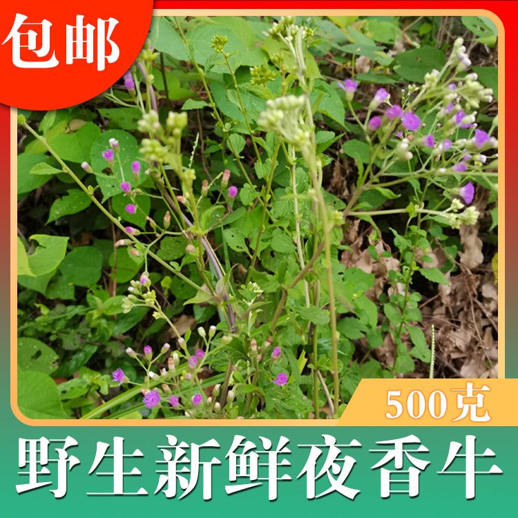 夜牵牛中草药枝香草一枝香全草野生新鲜夜香牛 消山虎  500克