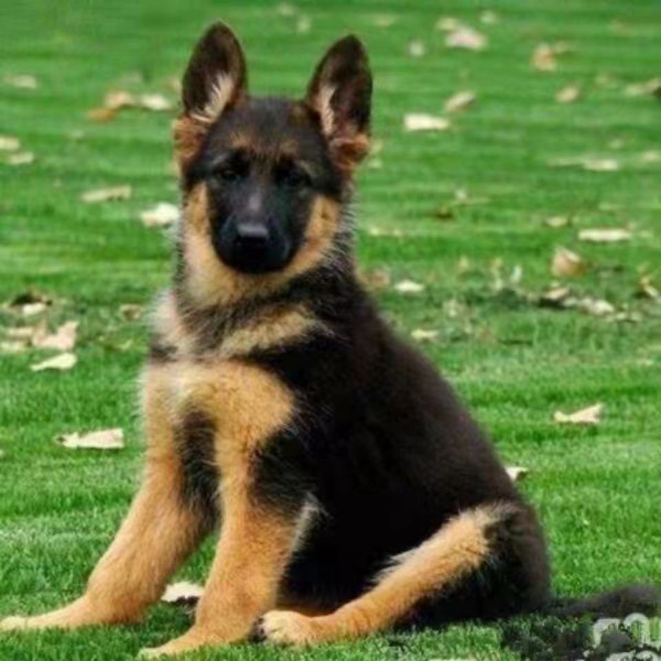 精品德牧混血幼犬大型狼犬幼崽德国牧羊犬活体警卫犬看家护院军犬