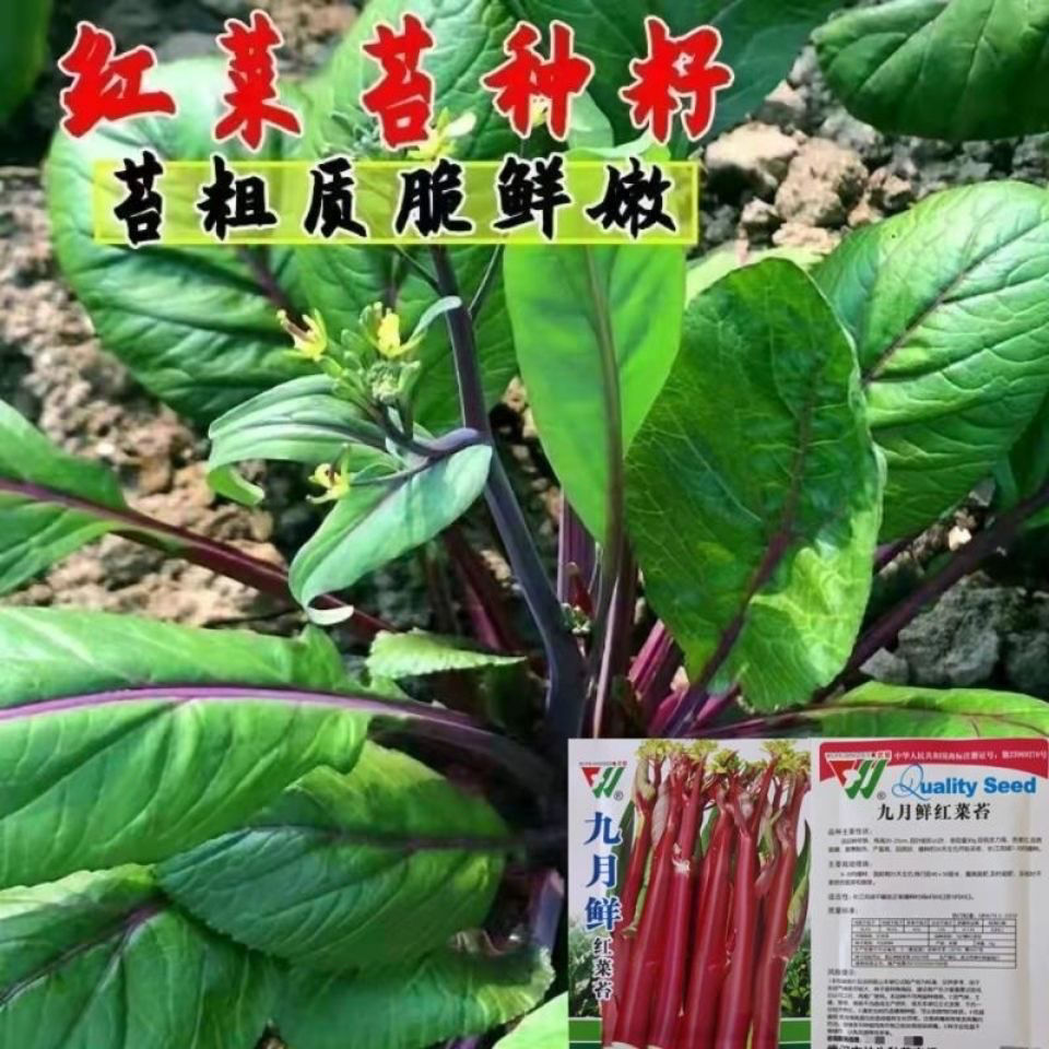 红菜苔种子 红菜心紫菜油菜芯籽 四季易种高产盆栽 农家蔬菜种子