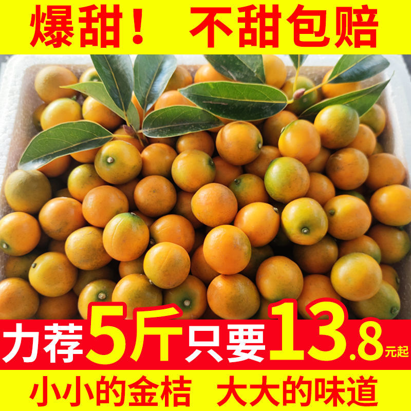 【爆甜】融安金桔滑皮广西脆皮小金桔应季新鲜水果纯甜黄皮小橘子
