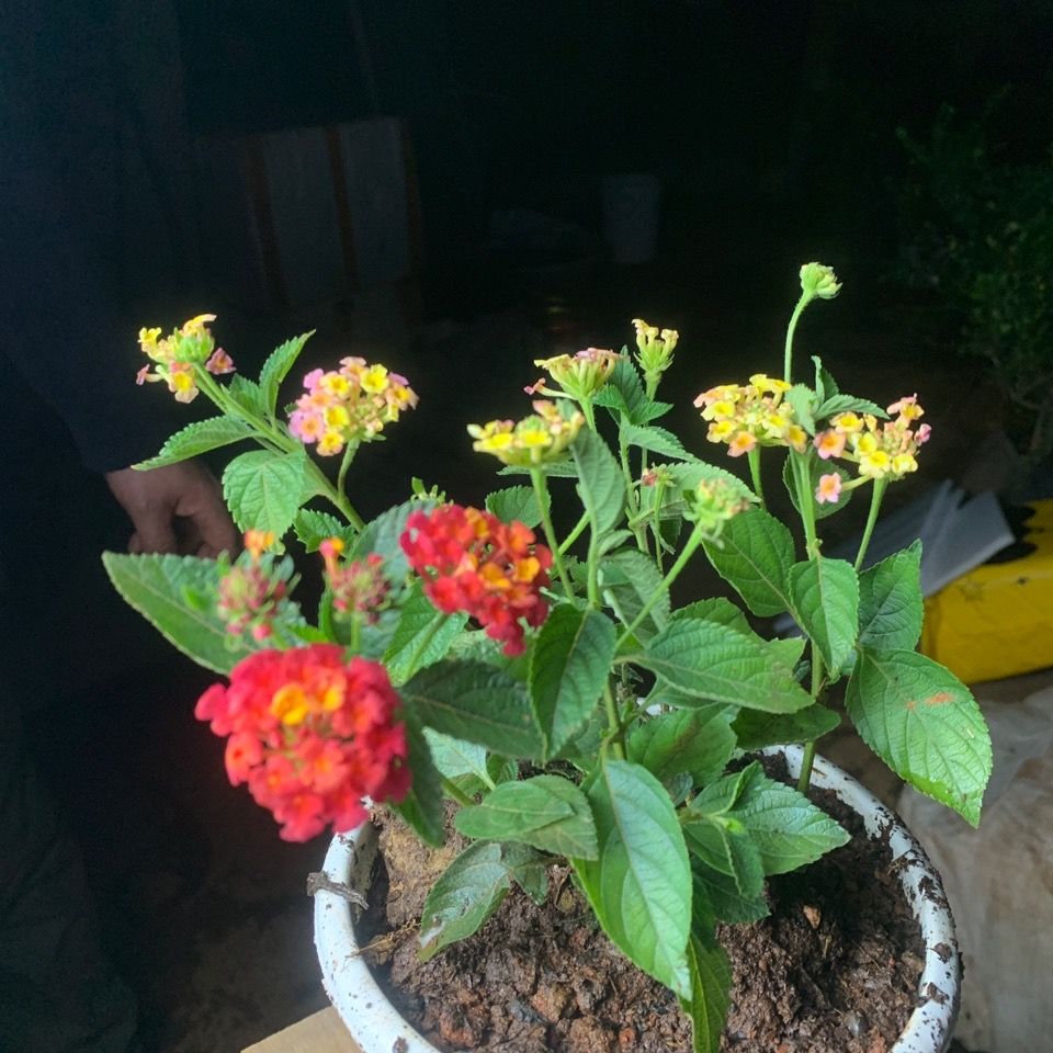 云南五色梅草本植物四季开花老品种满天星室内开花植物好养花卉