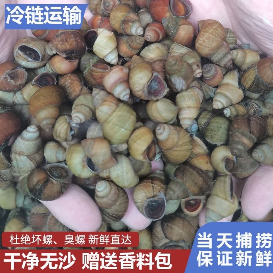 微山湖清水田螺活体发货精洗无泥无沙去尾螺蛳石螺新鲜螺丝包活【15天