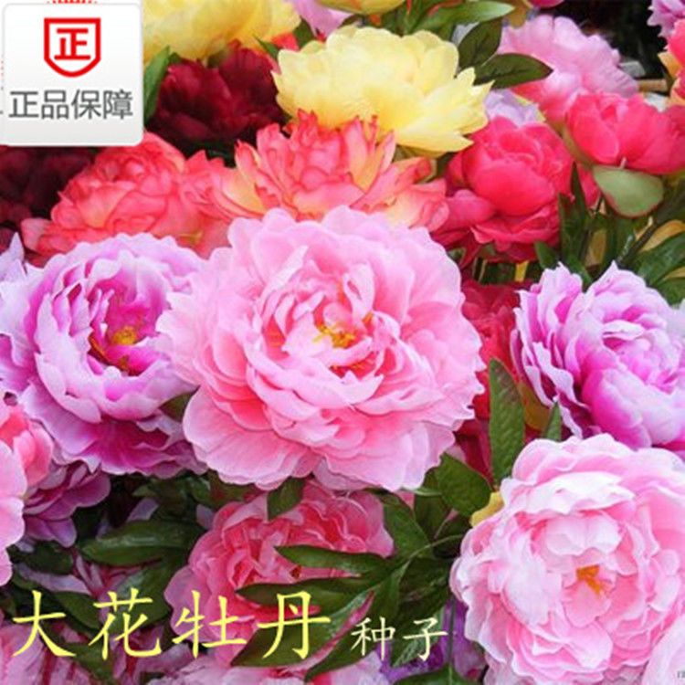 牡丹花种子洛阳牡丹大花牡丹花种子盆栽阳台花籽芍药七彩牡丹花