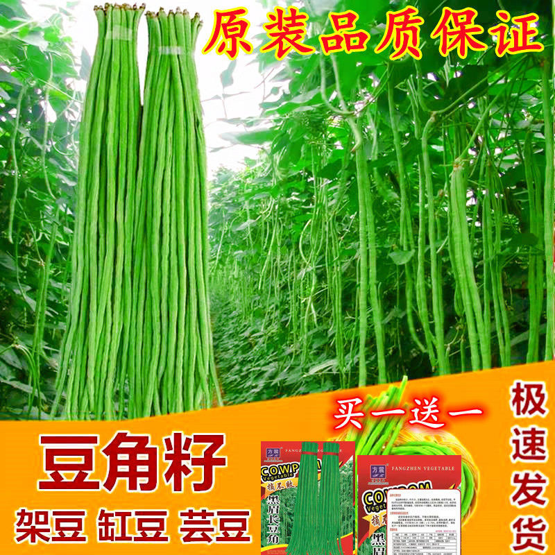 高产豇豆种子特长四季豆角种籽九粒白芸豆大全蔬菜种孑红色长豆角