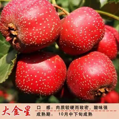 大金星山楂树苗新品种地栽庭院盆栽阳台大五棱当年结果南北方种植