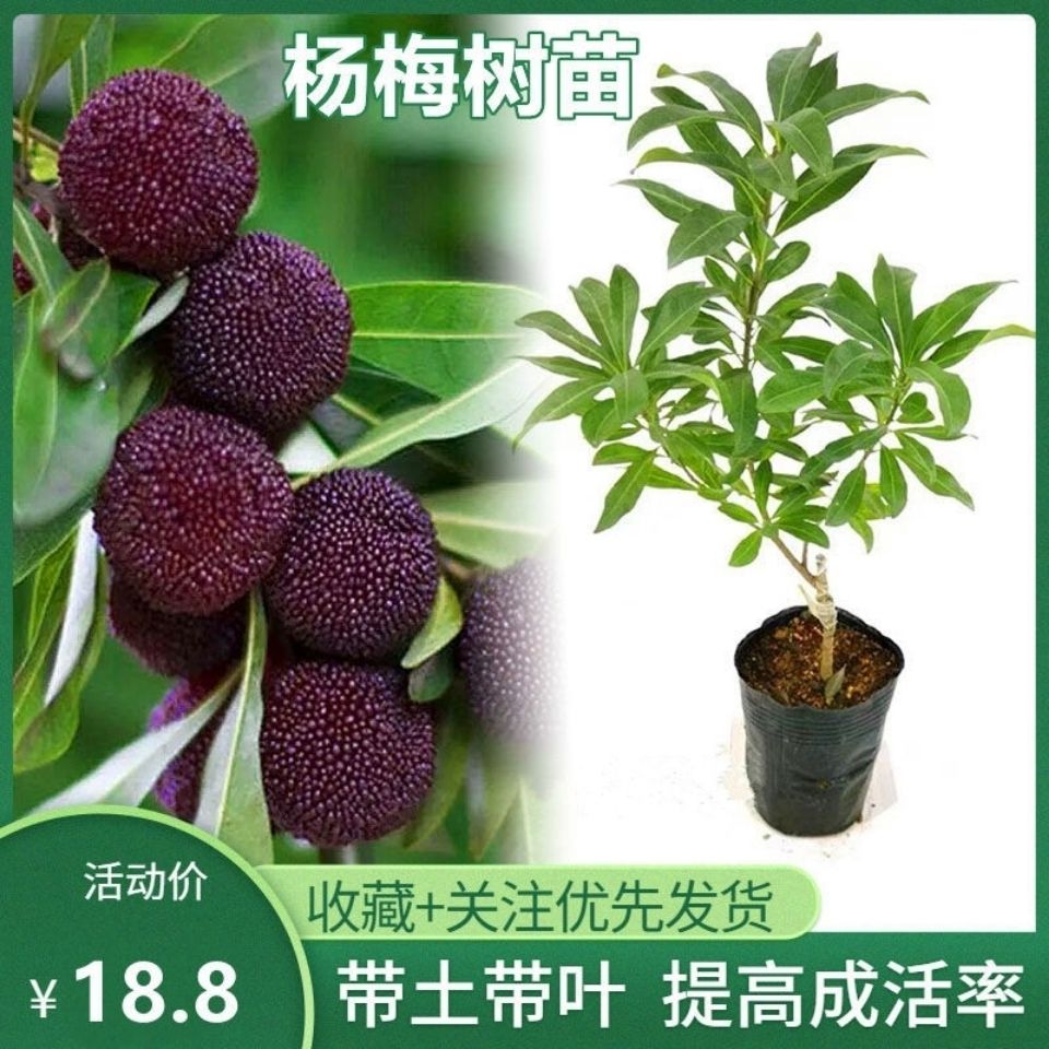 杨梅树苗正宗嫁接杨梅果树苗包邮东魁杨梅苗广西灵山带土带叶【2