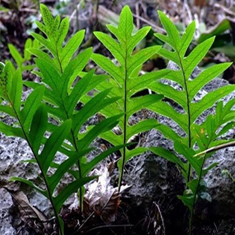 贵州新鲜骨碎补爬岩姜石巴姜猴姜石毛姜黄爬山虎中药材500g包邮