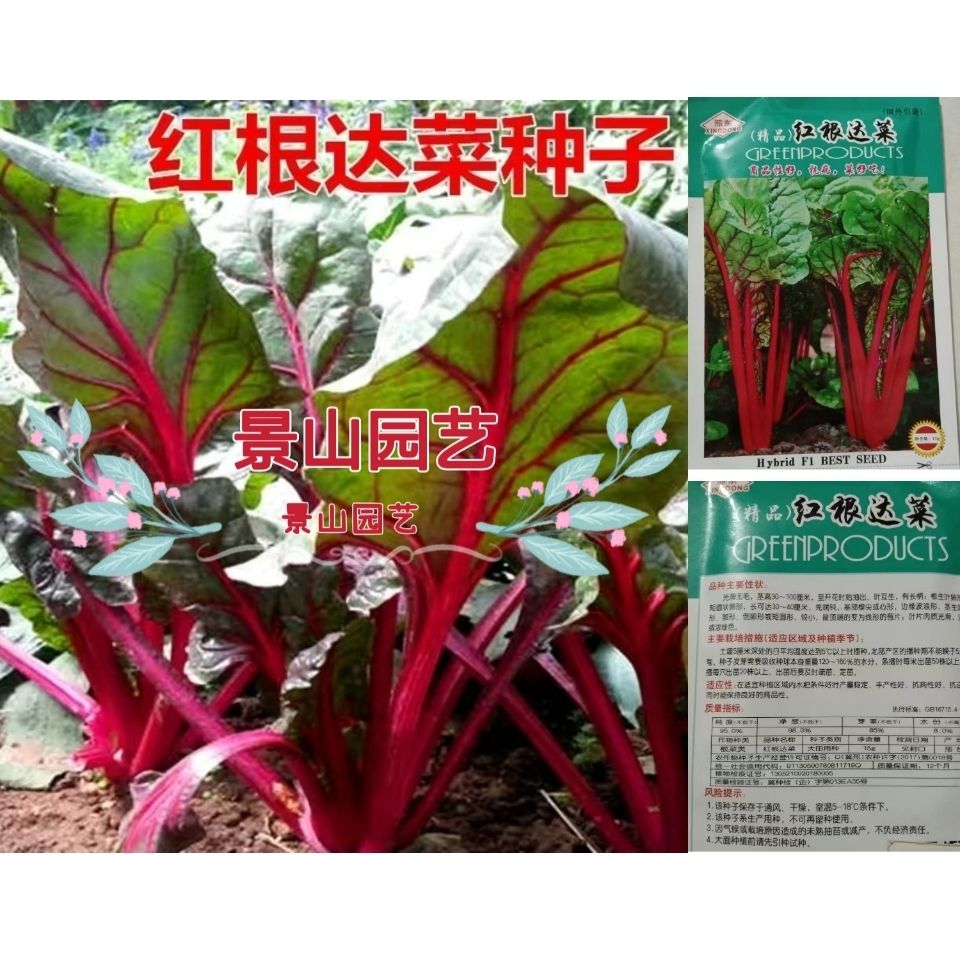 【红根达菜种子】红叶甜菜种籽牛皮菜莙荙菜君达菜籽红梗菜甜叶菜