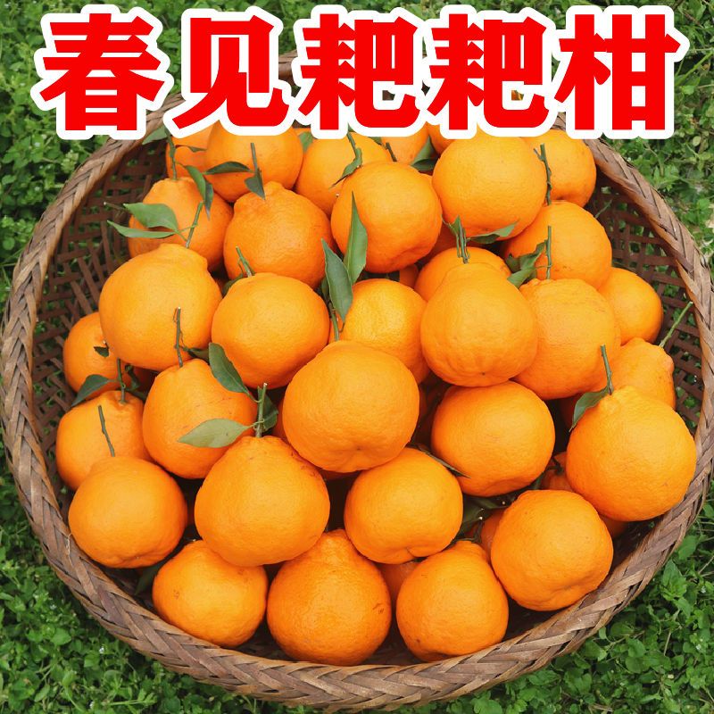 大雅春见耙耙柑粑粑柑整箱丑橘子丑八怪新鲜应季水果不知火批发