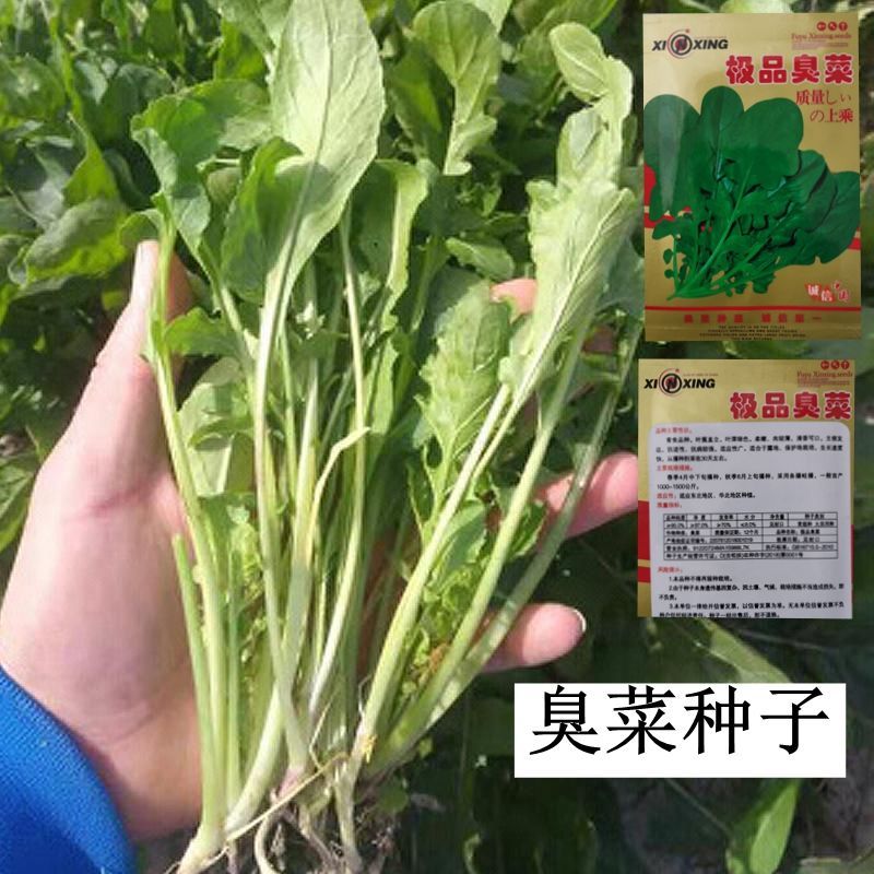 大叶臭菜种子味香独特爽口春季秋季阳台菜园盆栽蔬菜籽臭菜种子