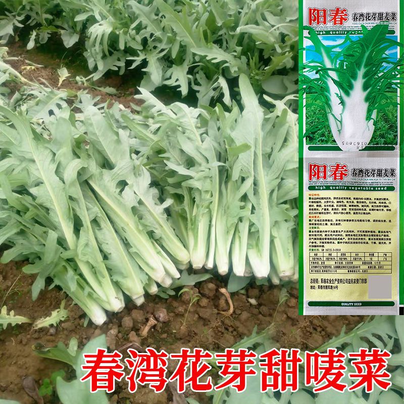 花芽唛菜种籽博白花芽甜麦菜春湾唛菜种子甜脆苦麦菜籽种蔬菜种孑