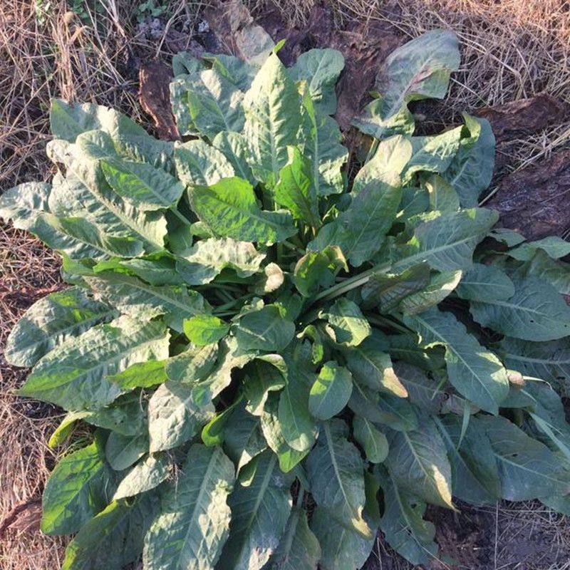 野生大叶野菠菜牛耳黄种子洋铁药用植物大叶酸模可观赏可食用芽菜