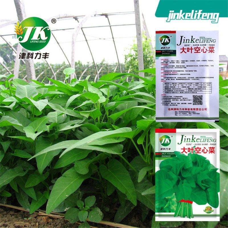 大叶空心菜种孑阳台盆栽菜水培青菜种子春季四季播青骨空心菜籽种 虎窝拼