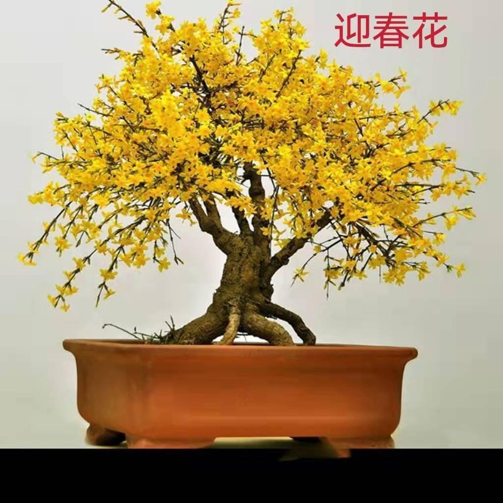 迎春花盆景连翘老桩枸杞盆景阳台室内外盆栽赏花摘果绿植盆景素材