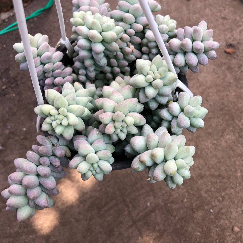 彩虹玉缀多肉绿植盆栽办公室花卉.