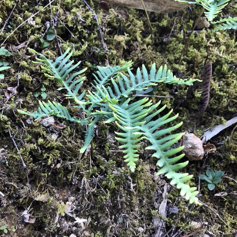 野生芒萁蕨类植物雨林缸陆生类常见盆栽绿植稀奇庭院书房茶几盆景【3