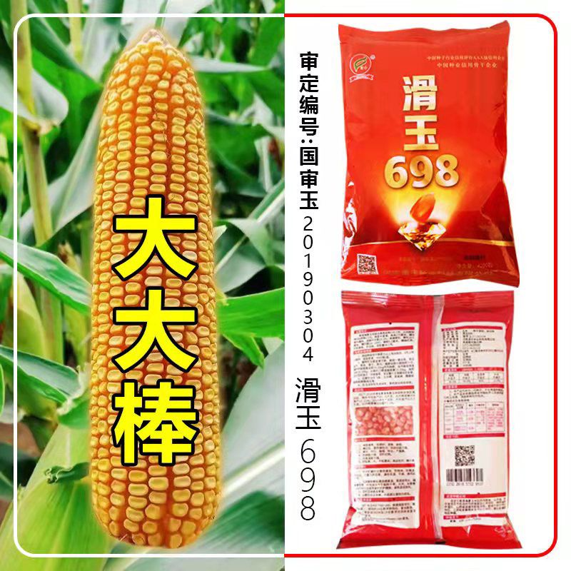 大棒王玉米种子高产第一名双胞胎国审玉米种子高产大全农科院批发