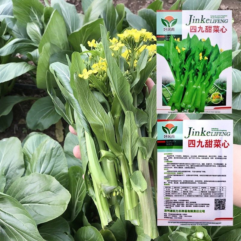 广东四九菜心种子红菜苔白菜苔四季蔬菜种籽孑增城迟青菜夏季耐热