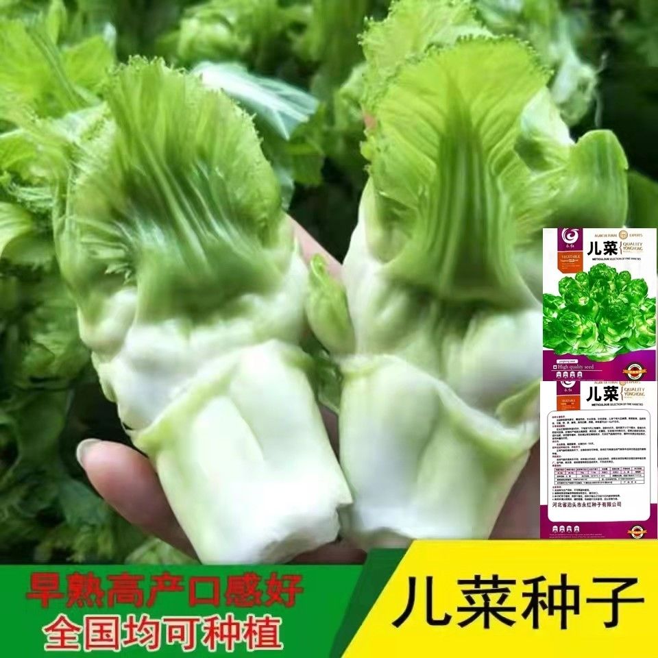 四川儿菜种子种籽芥菜四季菜种娃娃菜蔬菜抱儿菜孑菜籽耳菜娃重庆