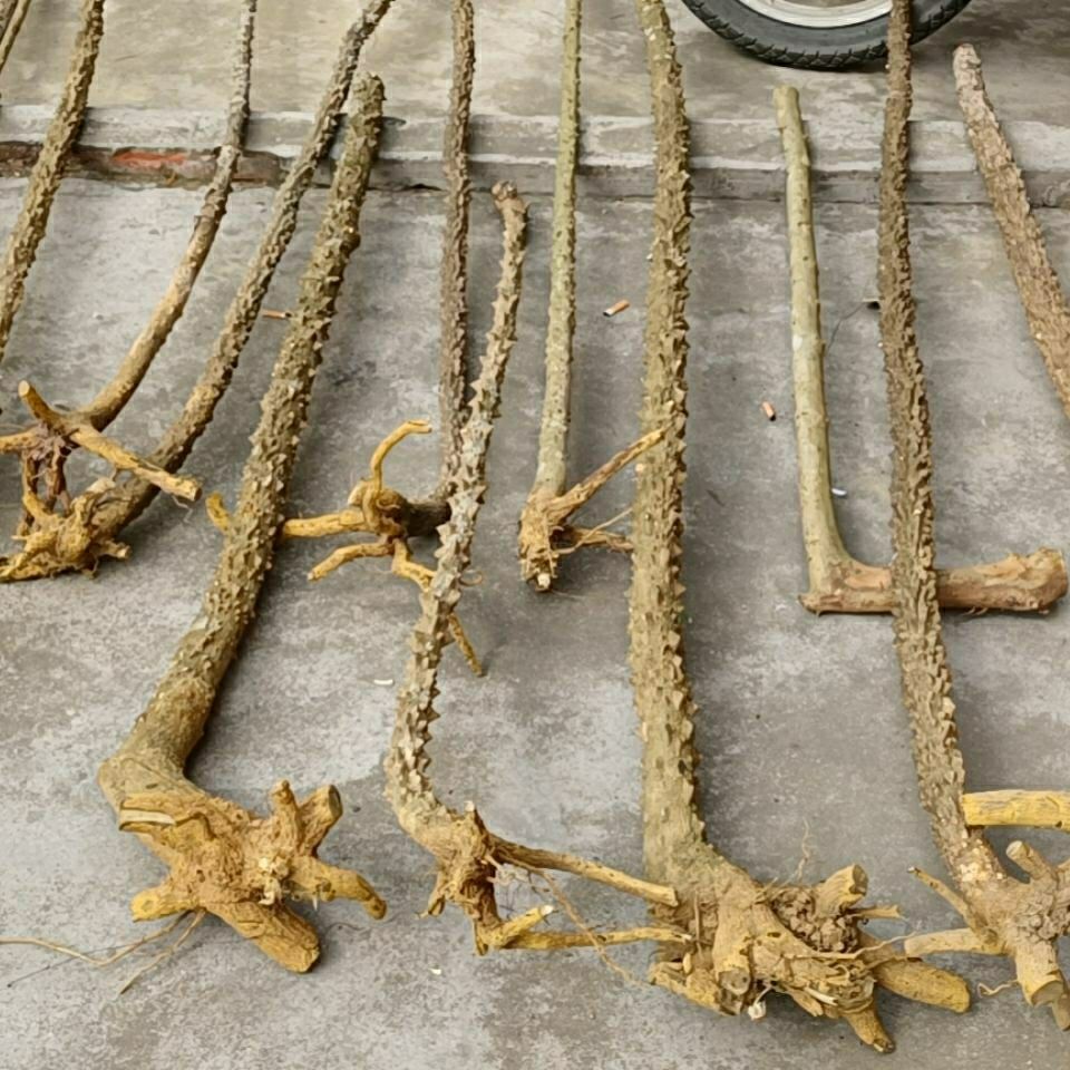 花椒木手杖预防手脚发麻花椒拐杖粗款结实耐用花椒登山杖老人杖