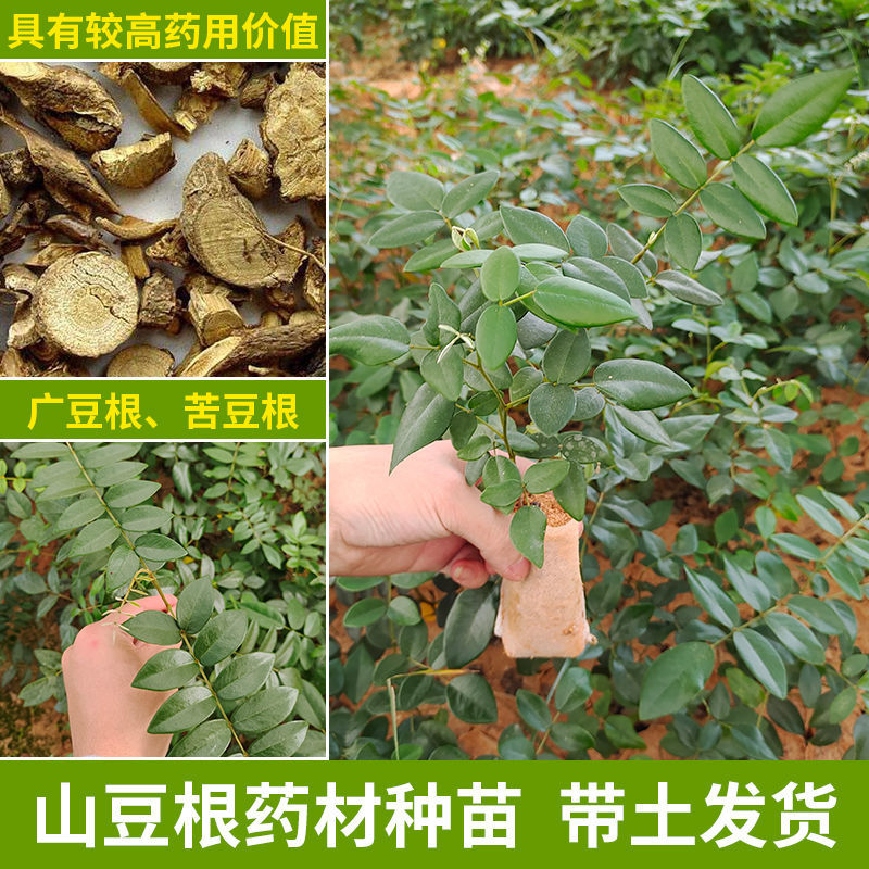 山豆根药材苗广豆根中药苦豆根种子苗正宗山大豆根批广西发货包邮