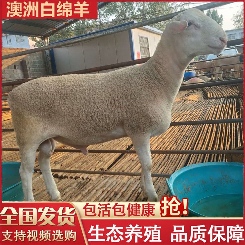纯种澳洲白绵羊肉羊小羊羔活羊崽羊活幼体黑杜泊绵羊活苗养殖
