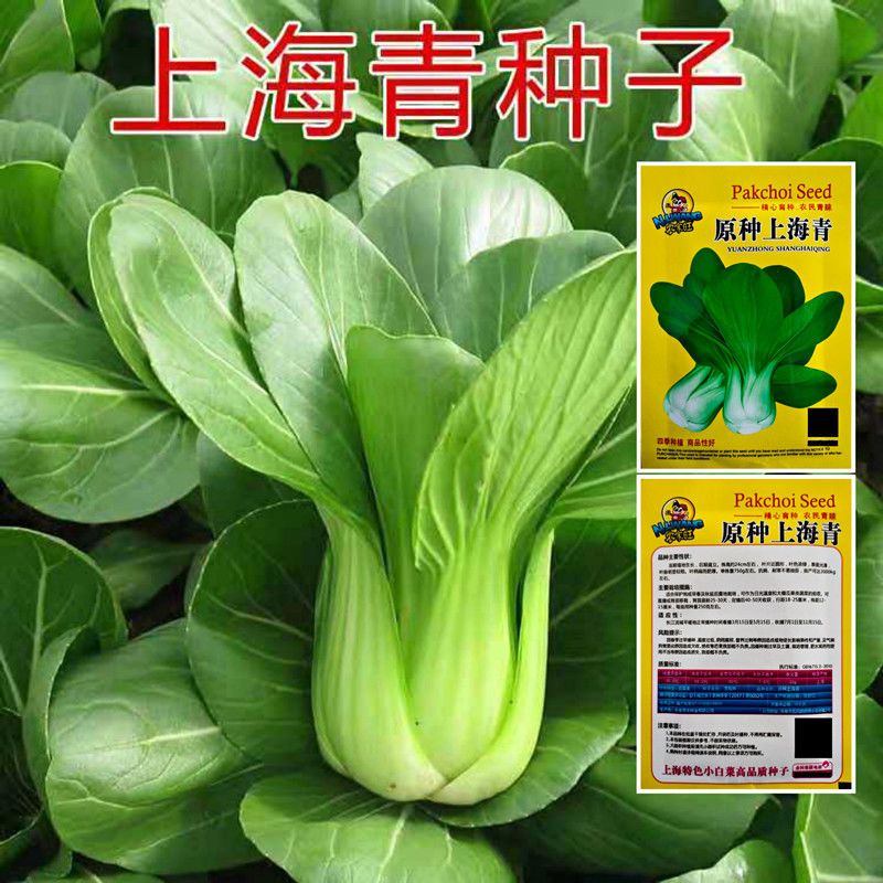 上海青种子蔬菜种籽青菜小白菜四季种孑矮脚小青菜盆栽春夏秋冬季