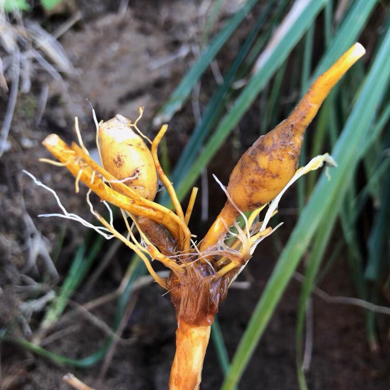 现挖野生黄花菜根金针苗忘忧草萱草庭院盆栽绿植多肉食花赏叶药材【2