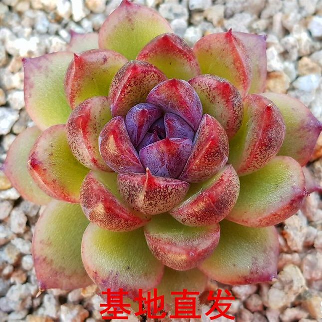 紫水晶多肉植物女王玫瑰紫水晶玫瑰室内客厅盆栽花卉绿植过年摆件