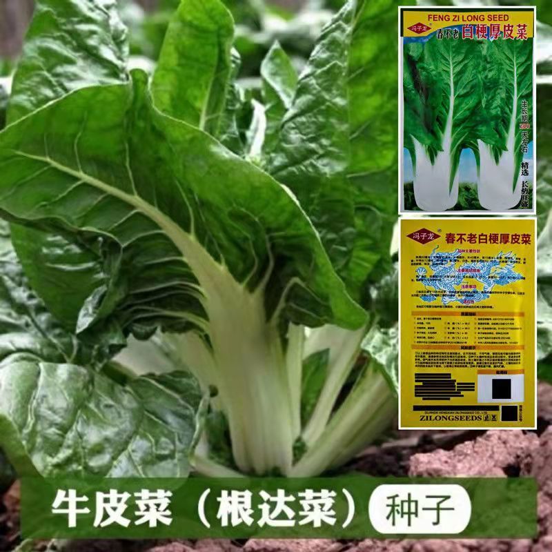 牛皮菜种子春不老厚皮菜籽莙荙甜菜田菜米高产肉厚南北方蔬菜种孑