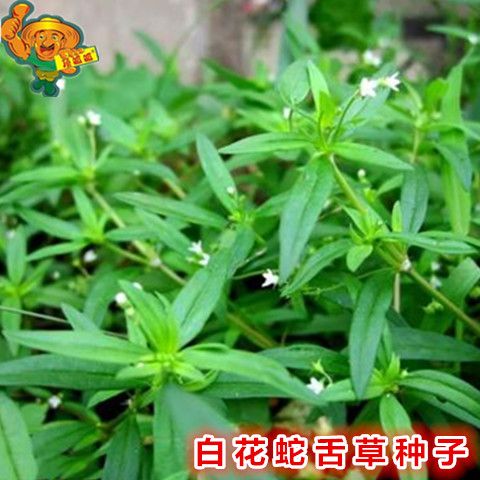 白花蛇舌草种子矮脚蛇利草羊须草种阳台庭院春秋季易种蔬菜种子