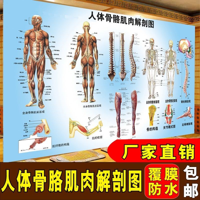 人体肌肉骨骼结构解剖图内脏解剖系统示意图脊椎关节高清挂画海报【2