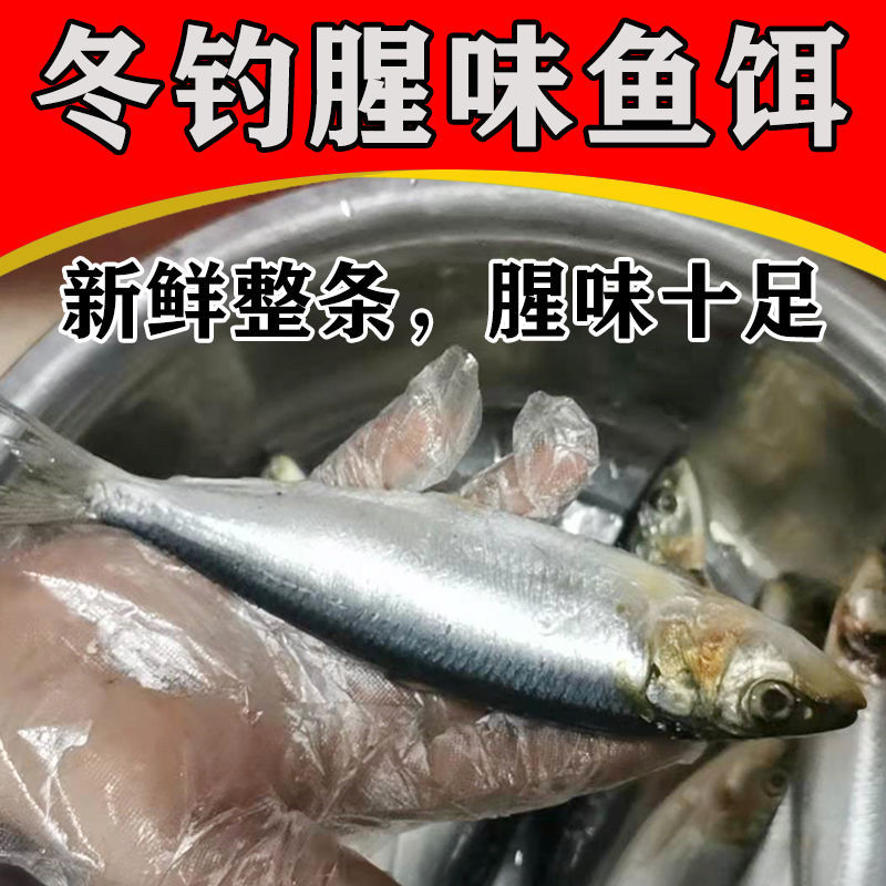 包邮温鱼姑鱼沙丁鱼海钓鱼饵秘制鱼饵新鲜饵料冬钓黑雕石斑万能饵