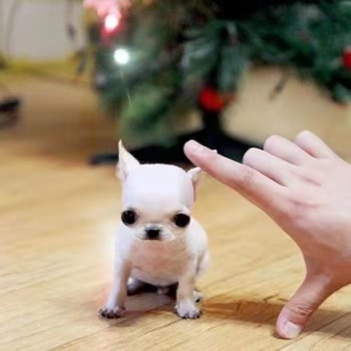 吉娃娃幼犬宠物狗活物幼崽学生宠物苹果头可爱迷你茶杯体吉娃娃狗【2