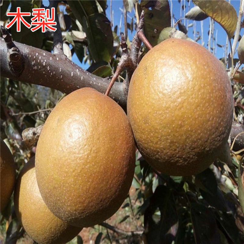 木梨树苗 金珠果梨树苗 当年结果南北方种植正宗地栽苗嫁接梨树苗