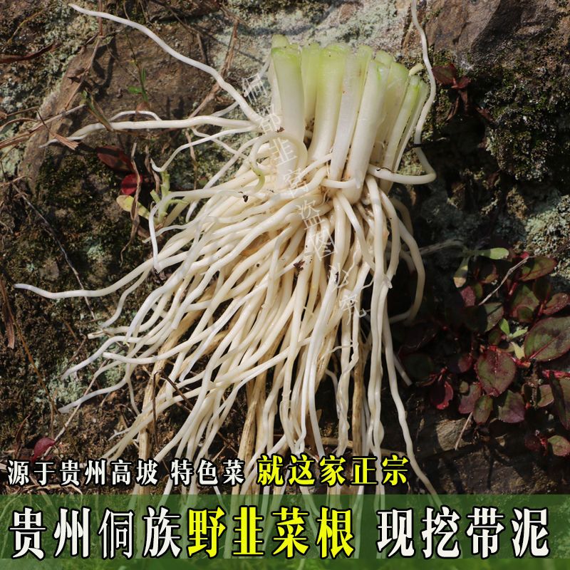 野韭菜苤菜根贵州特产高山野菜根大宽叶韭根观音菜可吃可种四季韭
