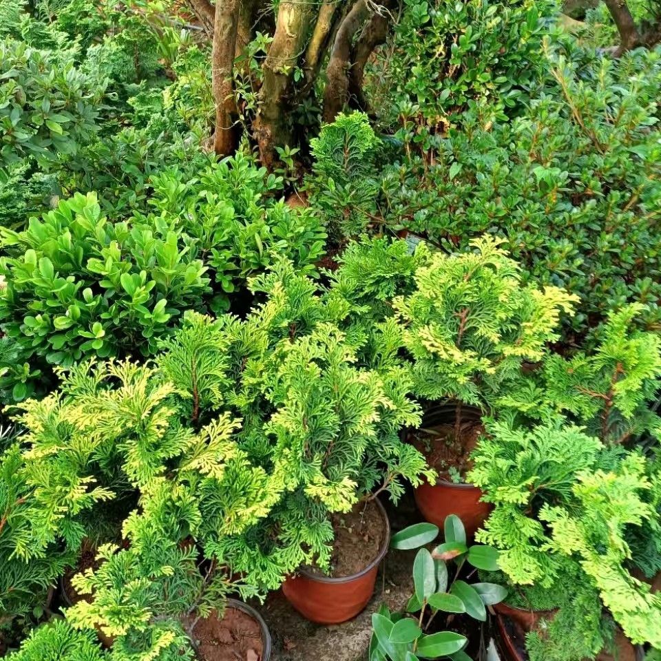 金边云片柏黄金孔雀柏绿植盆栽稀有品种 津山桧 连山桧盆景桧柏