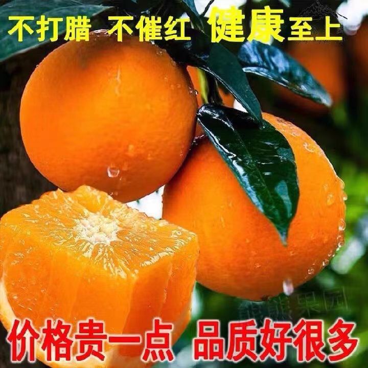 【坏果包赔】秭归正宗脐橙纽荷尔果冻橙新鲜甜橙子孕妇水果现摘