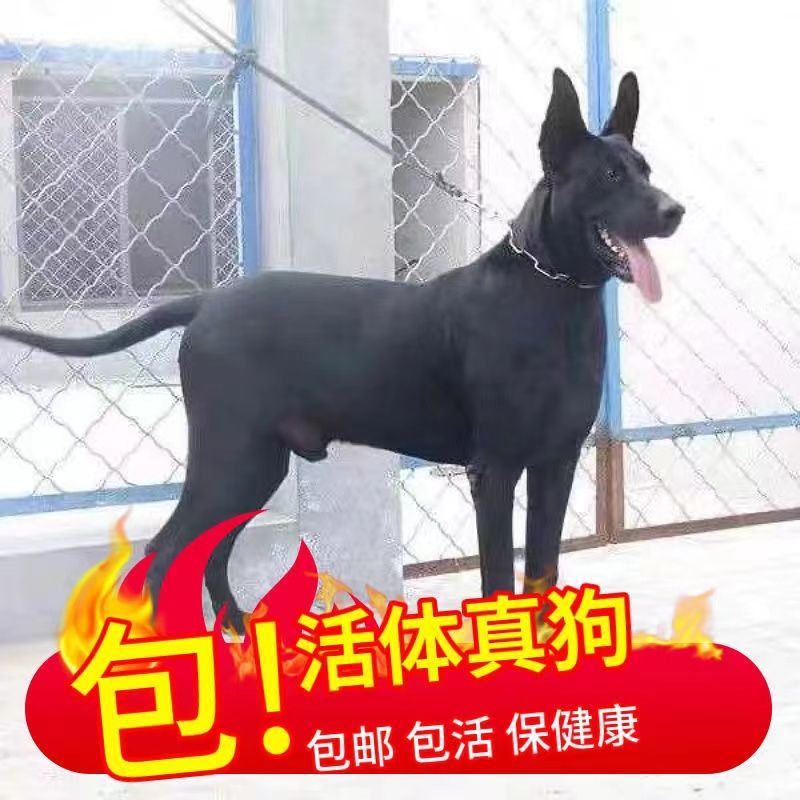 领养纯种墨界黑狼幼犬活体家庭护院护卫犬大型中华黑狼狗巨型猛犬